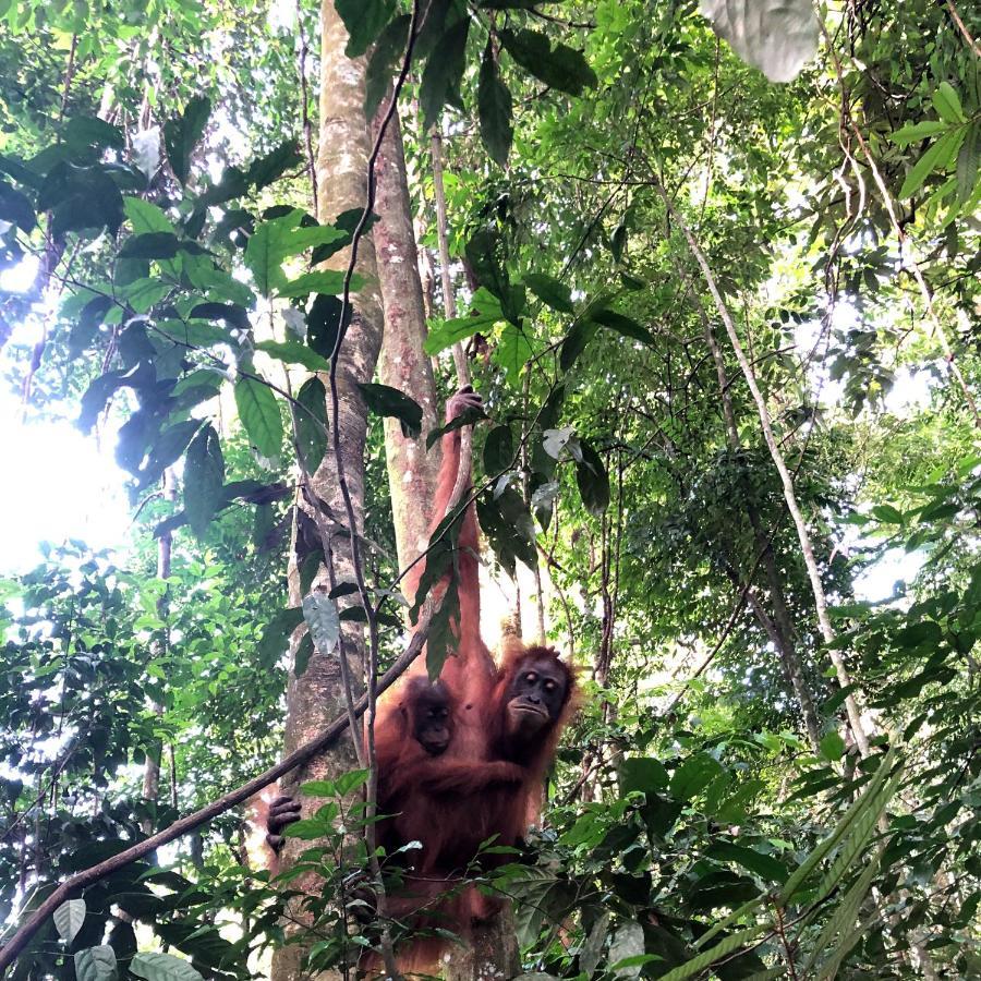 Thomas' Retreat Bukit Lawang Hotel Luaran gambar
